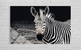 ZEBRA CAM TABLO 196