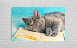 KEDİ