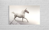 BEYAZ AT