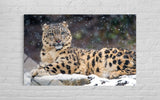 LEOPAR