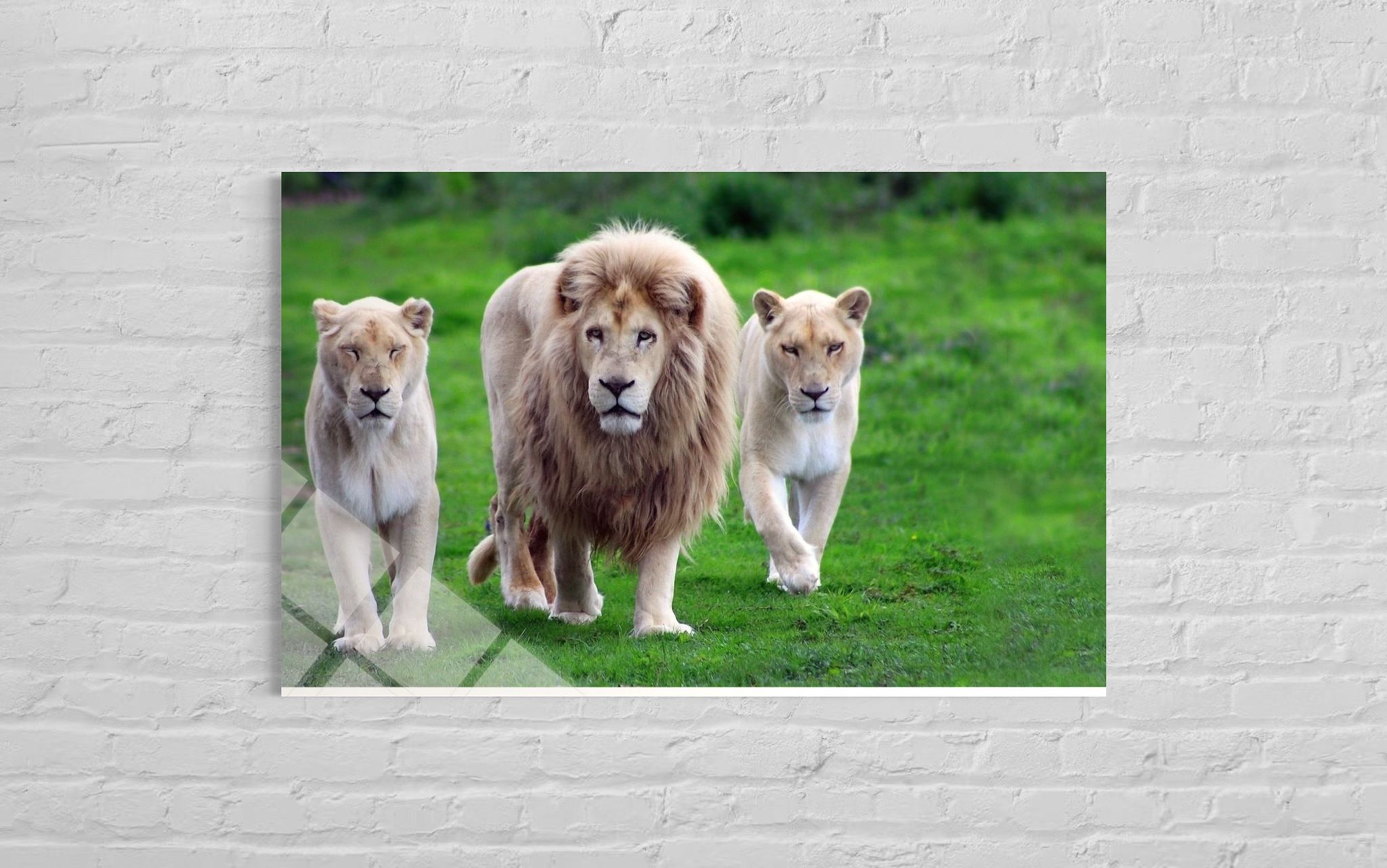 ASLAN VE YAVRULARI