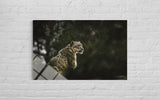 LEOPAR